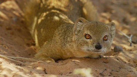 4K - Yellow Mongoose - resting in shade, close. Africa 4K uhd Stock Footage 111342835