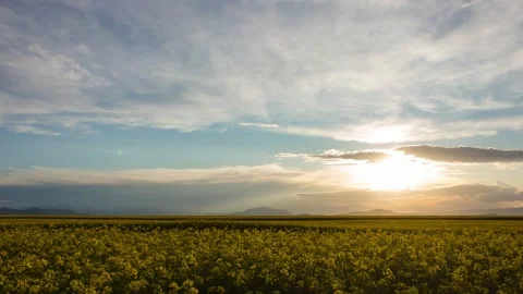4k Yellow oilseed rape field time lapse in sunset Stock Footage