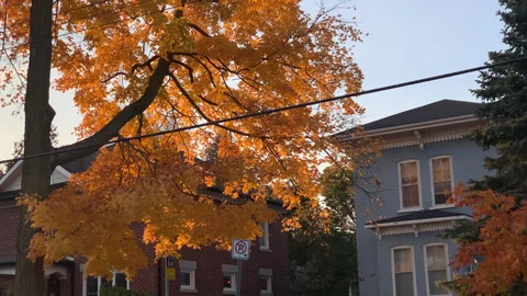 4K Yellow Orange Fall Leaves and Golden Hour Sunset Light, Autumn Foliage Season Stock Footage 289319089