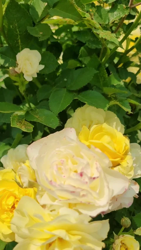4K Yellow Rose Extreme Macro Portrait Stock Footage 330198918