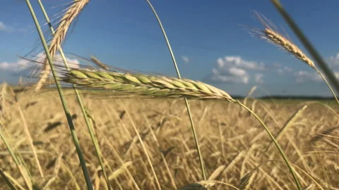 4k Yellow rye field Stock Footage 156604665