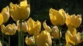 4k Yellow tulips flowers very close up 4k or 4k+ Resolution