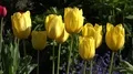 4k Yellow tulips flowers very close up 4k or 4k+ Resolution