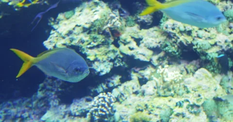 4K Yellowtail fish Stock Footage 59733620
