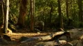 4K Yosemite Forest Sunlight 06 Sunset Tilt Up 4k or 4k+ Resolution