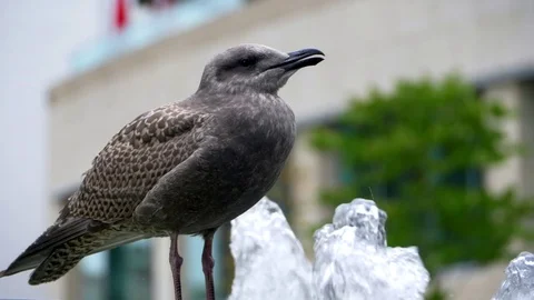 4K Young Adolescent Seagull Bird, Slow Motion Wildlife Urban Water Fountain  Video stock 80104612