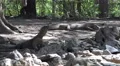 4k Young and old Komodo dragons in rocky place in mangrove forest 4k or 4k+ Resolution