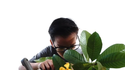 4k young Asian boy use magnifier to check at young plant Stock Footage 87897451