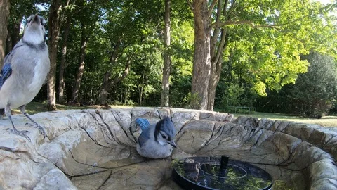 4K: young blue jay splashes in a bird bath located in a wooded back yard. Stock Footage 92717853