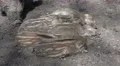 4k Young boar babies group sleeping together sunny ground 4k or 4k+ Resolution
