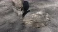 4k Young boar babies group sleeping on sunny ground 4k or 4k+ Resolution