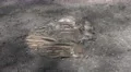 4k Young boar babies group sleeping on sandy ground 4k or 4k+ Resolution