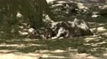 4k Young boar drinking from wild boar mother under tree shadow 4k or 4k+ Resolution