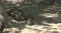 4k Young boar following wild boar mother under tree shadow 4k or 4k+ Resolution