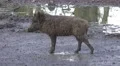 4k Young boar walking on muddy ground 4k or 4k+ Resolution