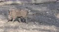 4k Young boar walking in muddy ground 4k or 4k+ Resolution