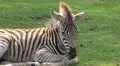 4k Young cute Zebra close up sitting on green grassy ground 4k or 4k+ Resolution