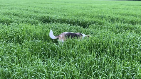 4k Young dog running through high green grass on a field Stock Footage 155578091