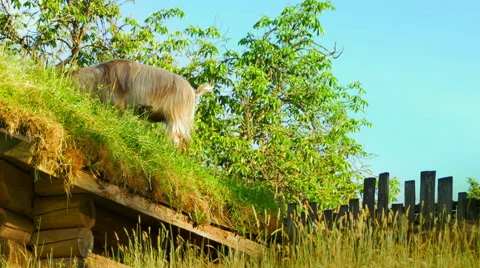 4K Young Goat Jumps Down while Grazing, Eating Tall Grass Stock Footage 64644116