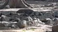 4k Young Komodo dragon leaving dry rocky place in forest 4k or 4k+ Resolution