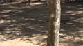 4k Young Komodo dragon running in mangrove forest 4k or 4k+ Resolution