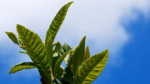 4K Young leaves of the loquat tree ( Eriobotrya japonica ) early in spring. Stock Footage 129257977