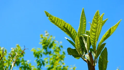 4K Young leaves of the loquat tree ( Eriobotrya japonica ) early in spring. Stock Footage 129325971