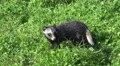 4k Young Raccoon Dog close up looking to camera 4k or 4k+ Resolution