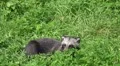 4k Young Raccoon Dog finish relaxing on grass close up 4k or 4k+ Resolution