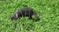 4k Young Raccoon Dog searching food in grassland 4k or 4k+ Resolution