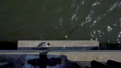 4K Young Tern Bird Being Fed By Mother: NYC Wildlife Nature Stockbeeldmateriaal 347969551