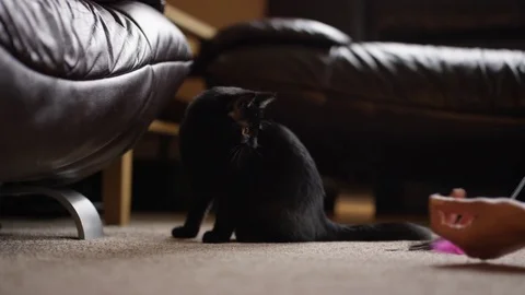 4K Young woman playing with cute black kitten at home Stock Footage
