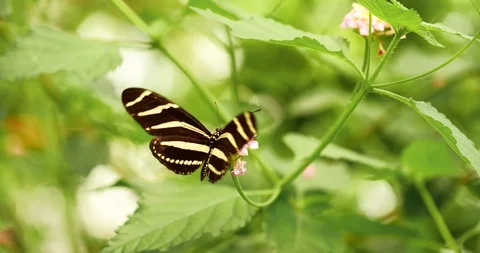 4K - Zebra Butterfly Stock Footage 116829649