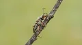 4K Zebra Longhorn (Typocerus zebra) Beetle 4k or 4k+ Resolution