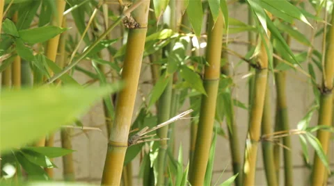 4K Zen Bamboo Trees Stock Footage 41205370