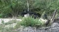 4k Zoom and low angle Eastern Timber Wolves pack in rocky hills 4k or 4k+ Resolution