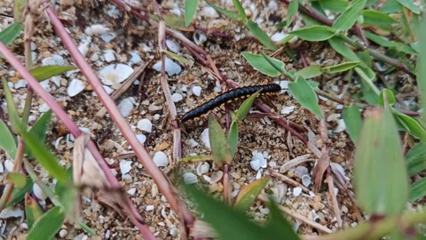 4K Zoom In Millipede Crawling Through Leaves and Grass in Natural Habitat Video stock 322095979