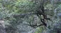 4k Zoom out dry rocky waterway in mountain forest Madeira 4k or 4k+ Resolution