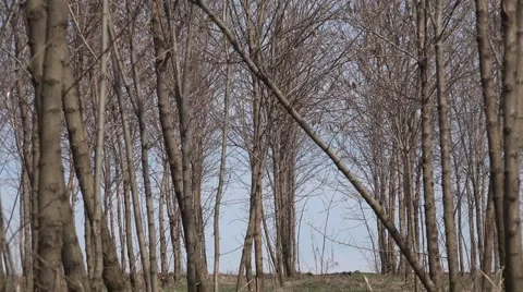 4K Zoom out empty forest tree spring sunny day natural idyllic place peaceful  Stock Footage 54804649