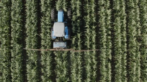 4K zoom out straight down high aerial view of a tractor spraying vegetable crops Stock Footage 102772137