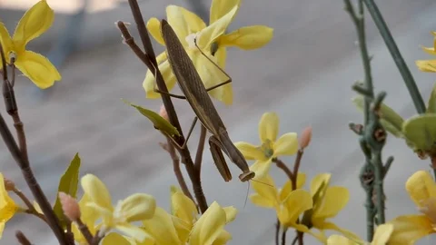 4K Zoom in-Praying Mantis on Branch with Yellow Flowers Stock Footage 79776685