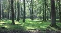 4k Zoom in Red Deers horde in oak and beech forest 4k or 4k+ Resolution