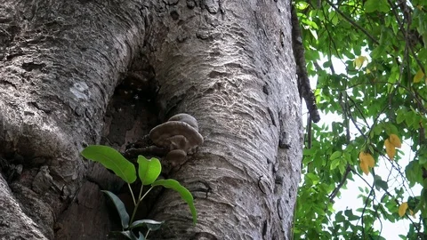 4k, zoom in of tiny asian wasp and a mushroom in Mebon Siem Reap, Cambodia.-Dan Video stock 119056336