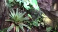 4k Zoom view green plumed basilisk between palm plants 4k or 4k+ Resolution