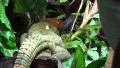 4k Zoomin closeup Northern Caiman Lizard between palm trees 4k or 4k+ Resolution