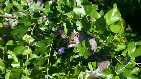 4K60fps, Squirrel enjoys springtime berries from small tree Video stock 132754193