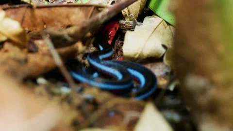 4K_Malayan Blue Coral Snake In Leaf Litter, Singapore Stock Footage 337417947