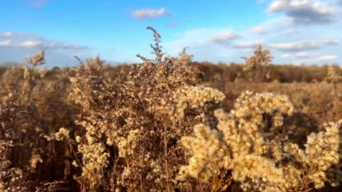4K_Slow Motion Midwest Fall Field Stock Footage 254723388