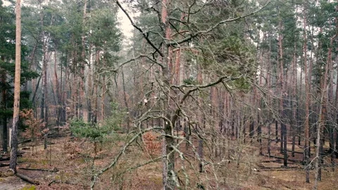 4k.Aerial. Fly with slow turn over old  dry tree in wood. Landscape Видео 152566749