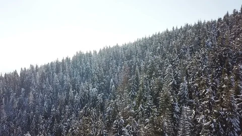  4k.Aerial. Winter time in mountain hill with snow covered pines Stockbeeldmateriaal 87819608